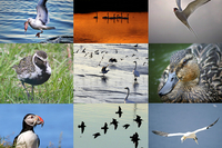 birdlife.jpg
